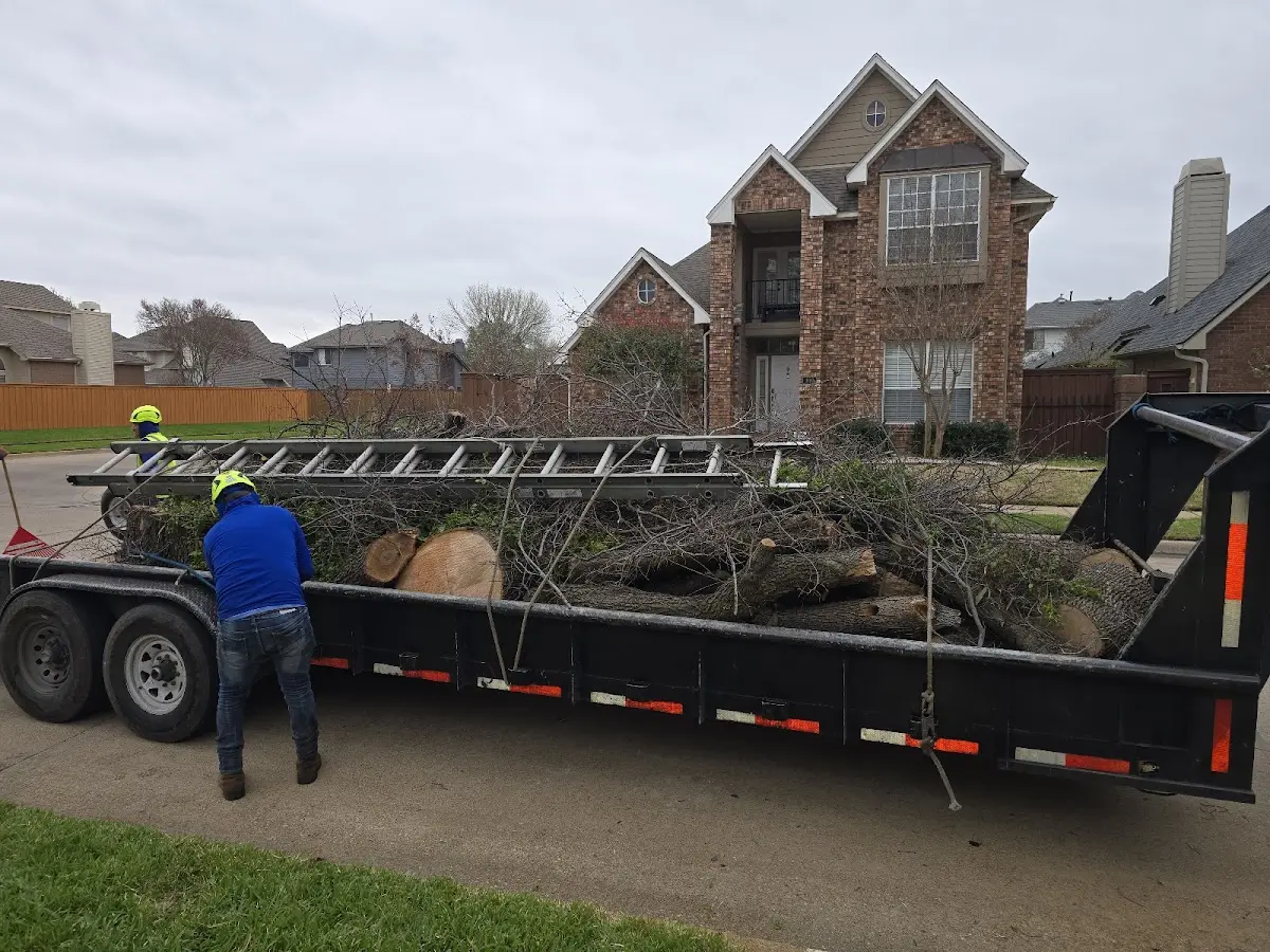 Expert Tree Removal with proper safety equipment in Walford